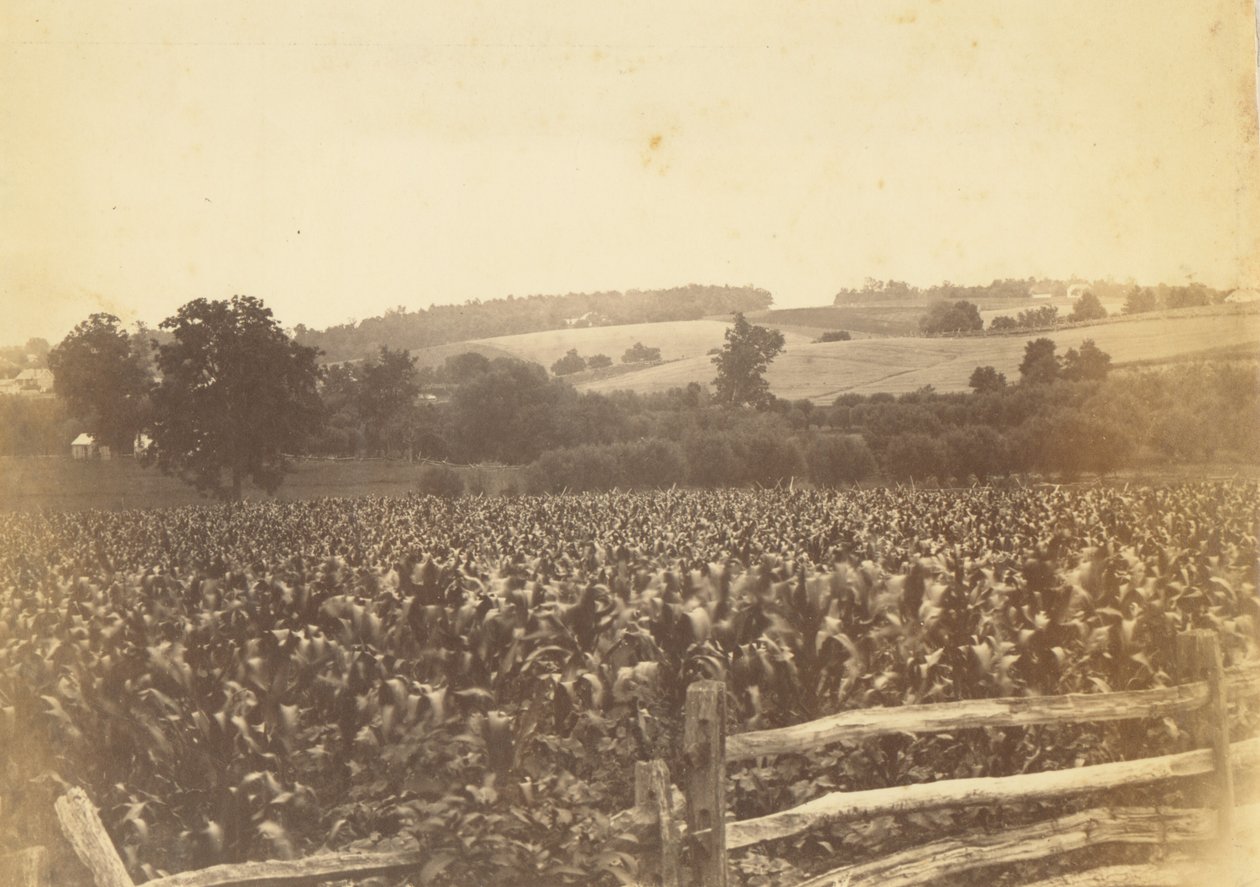 [Cornfield, Avondale, PA]. autorstwa Thomas Eakins