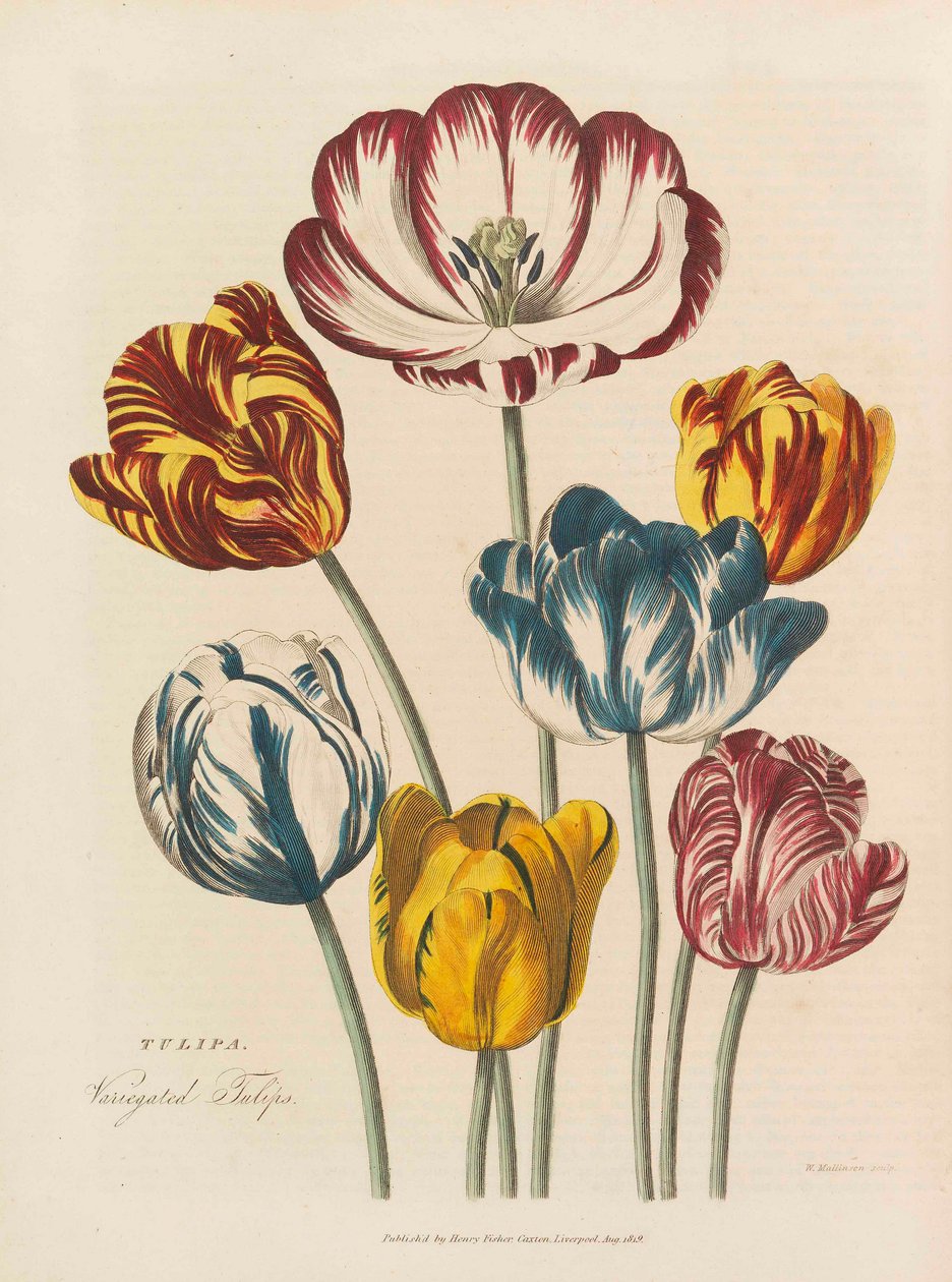 Zielnik uniwersalny, 1824. autorstwa Thomas Green