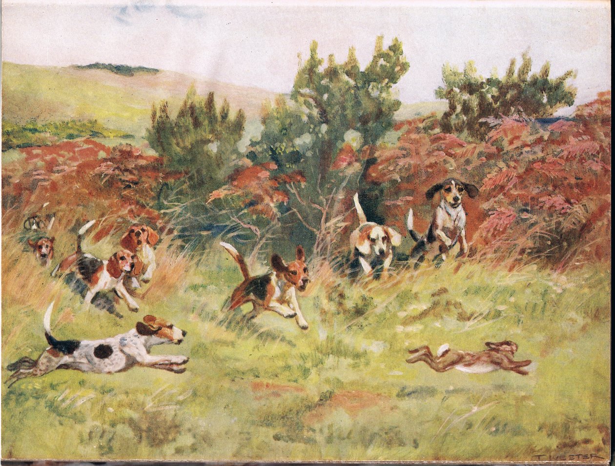 W pogoni za zającem, ilustracja z "Psów" autorstwa Thomas Ivester Lloyd