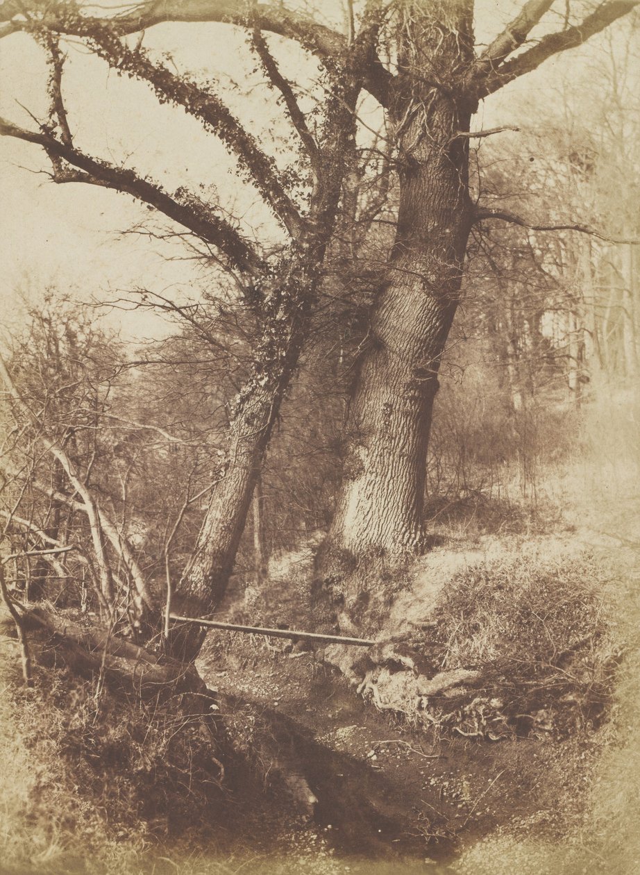 Drzewa, 1854-57. autorstwa Thomas Keith