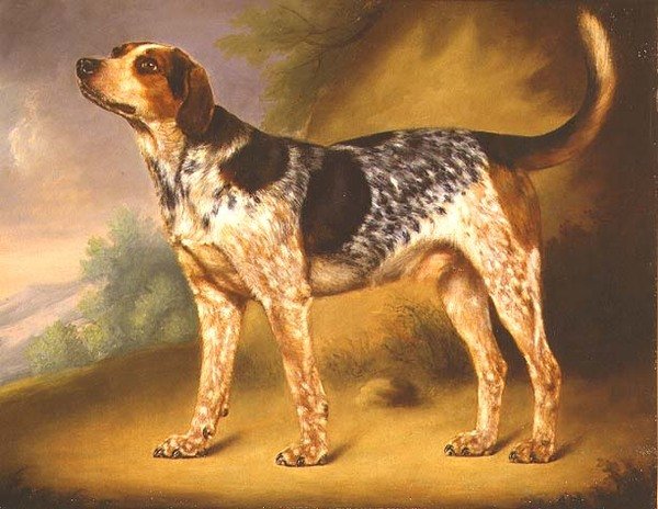 Ogar Richarda Stracheya „Glancer” autorstwa Thomas Morris