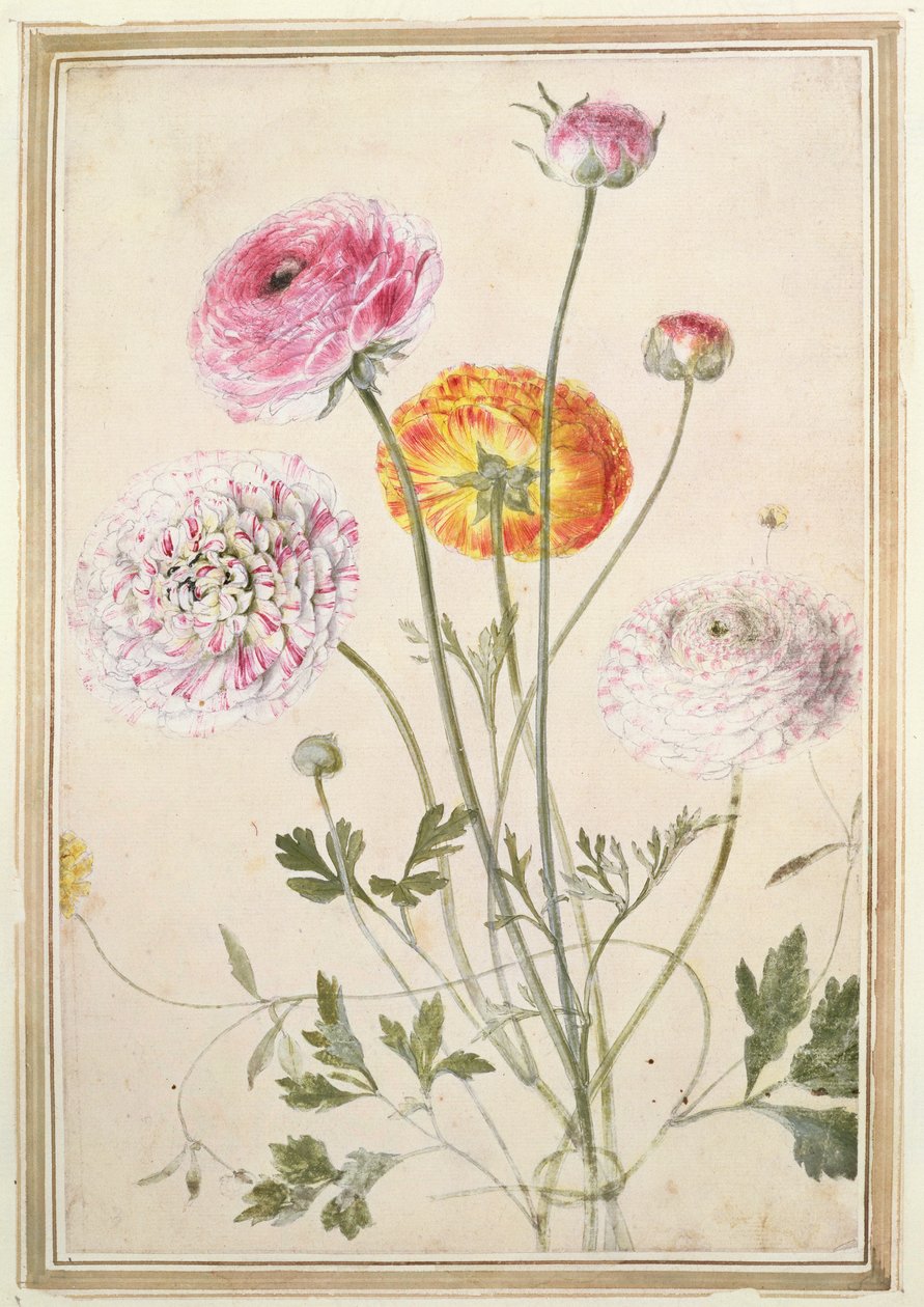 Studium kwiatowe, ok. 1760 r autorstwa Thomas Robins