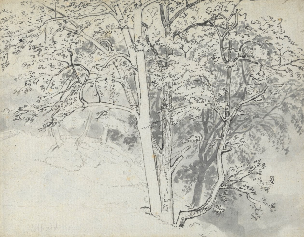 Исследование Treespolish autorstwa Thomas Stothard
