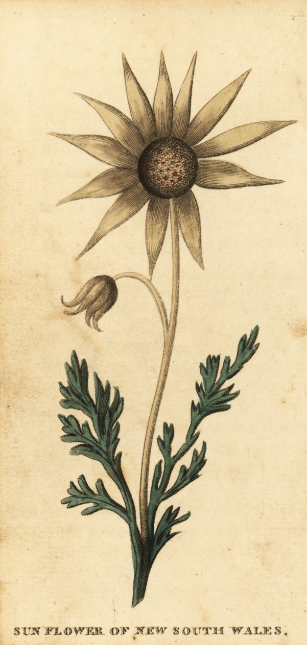 Kwiat flanelowy, Actinotus helianthi. 1800 (grawerowanie) autorstwa Thomas Watling