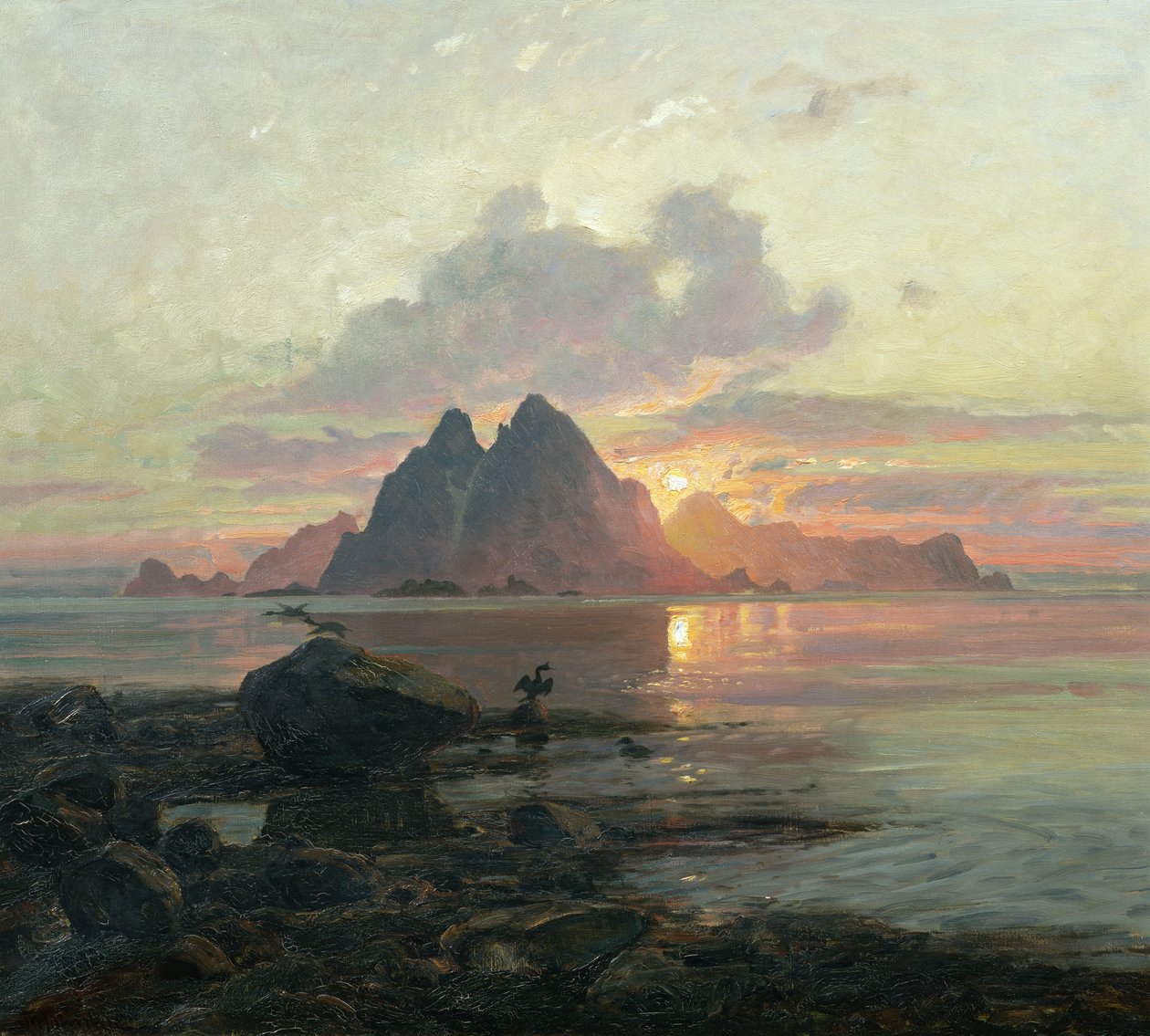 Phalacrocoarax aristotelis w słońcu o północy autorstwa Thorolf Holmboe