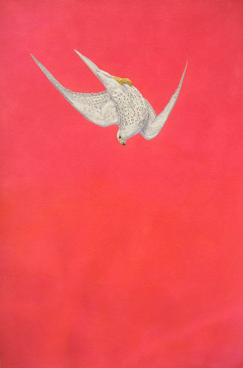 Pink Swoop; sokół żyrardowski autorstwa Tim Hayward