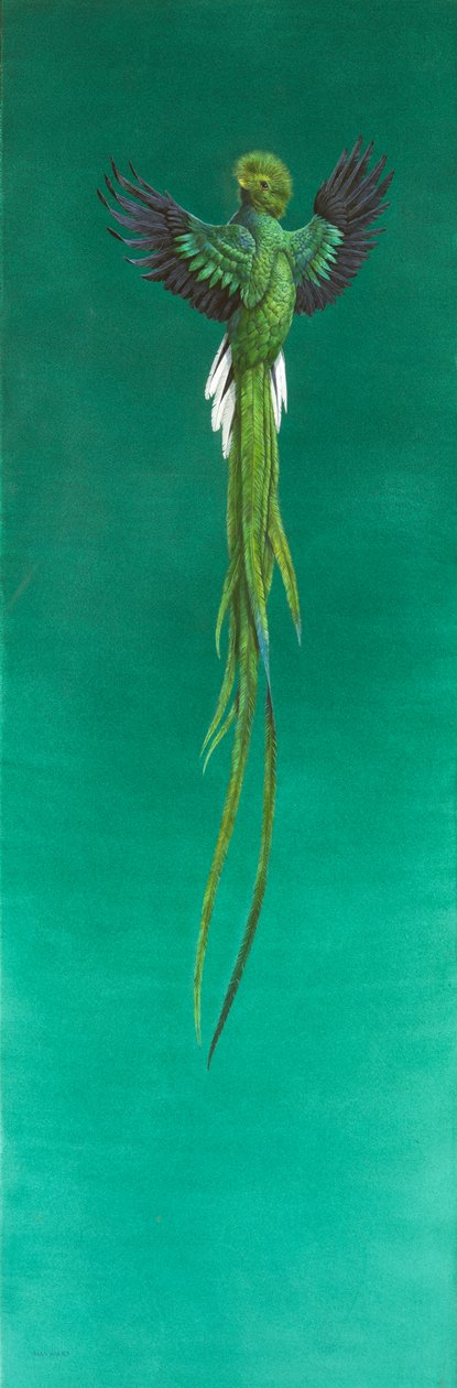 Quetzal ( akwarela i gwasz na papierze ) autorstwa Tim Hayward