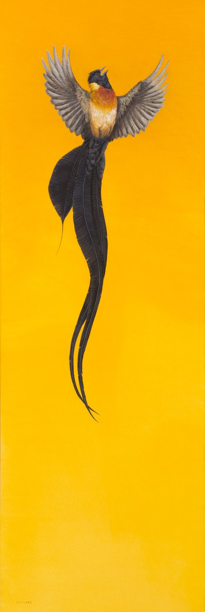 Soar;Żółty autorstwa Tim Hayward