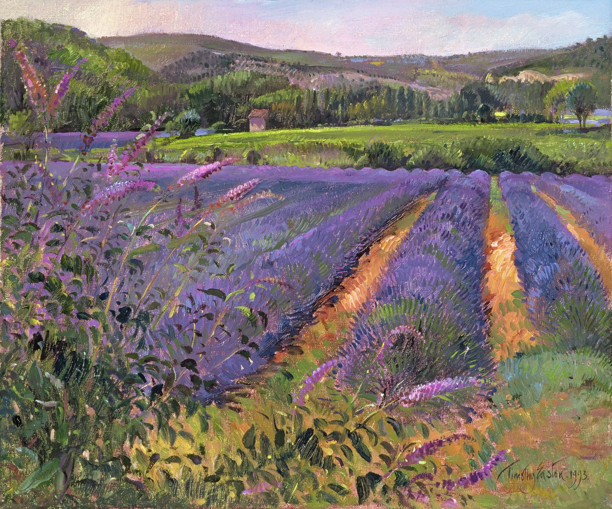 Buddleia i Lawendowe Pole, Montclus, 1993 autorstwa Timothy Easton