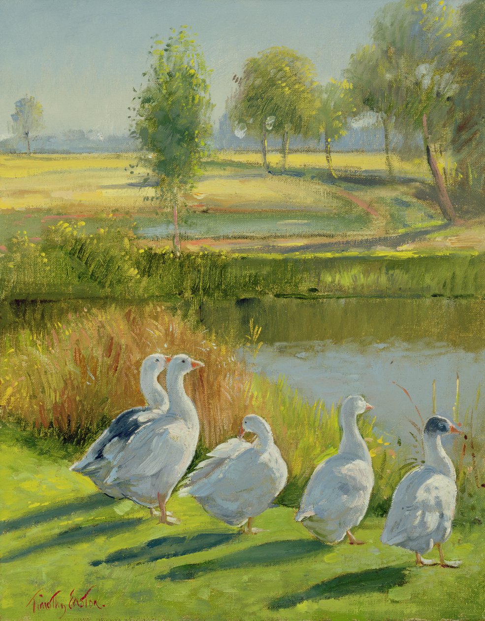 Gęsi autorstwa Timothy Easton