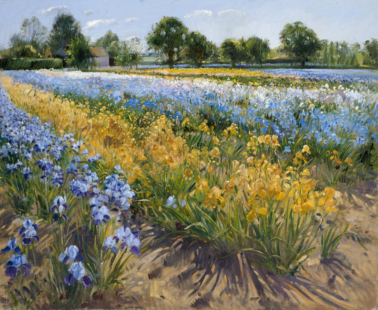 Irysy w Burgate, 1996 autorstwa Timothy Easton