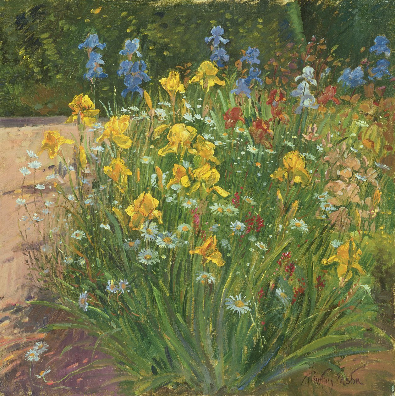 Stokrotki Oxeye Przeciw Irysom autorstwa Timothy Easton