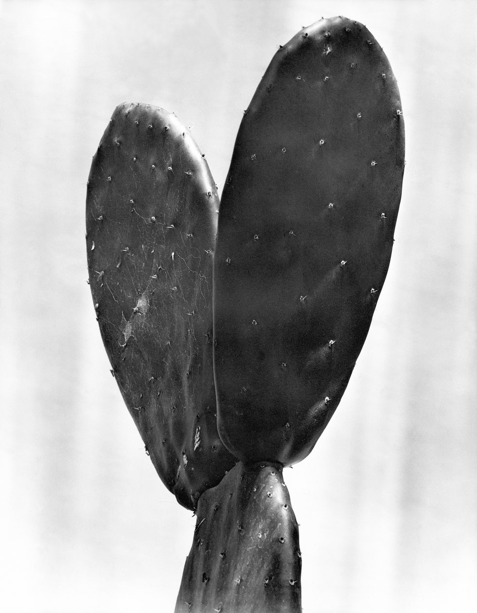 Kaktus, Miasto Meksyk, 1925 autorstwa Tina Modotti