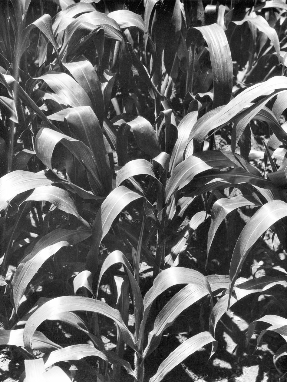 Rośliny kukurydzy, Meksyk, ok. 1929 r. autorstwa Tina Modotti