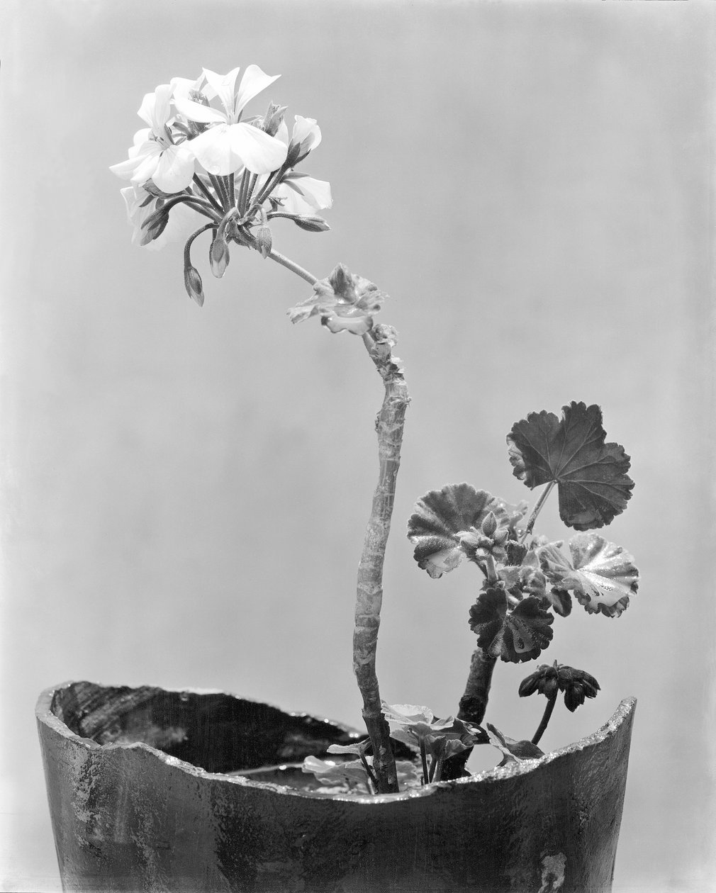Geranium, Miasto Meksyk, ok. 1924 r. autorstwa Tina Modotti