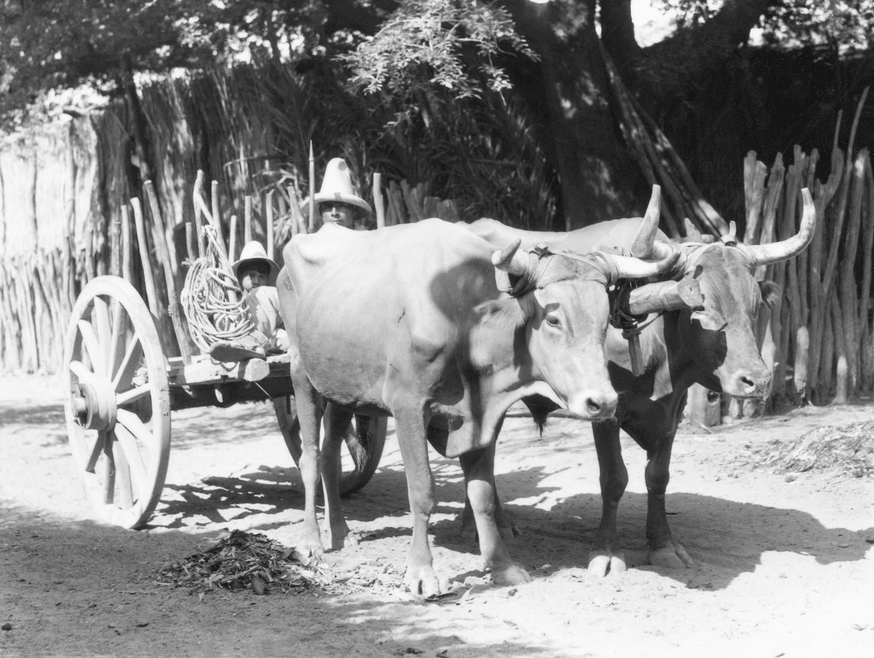 Zaprzęg wołów, Meksyk, ok. 1927 r. autorstwa Tina Modotti