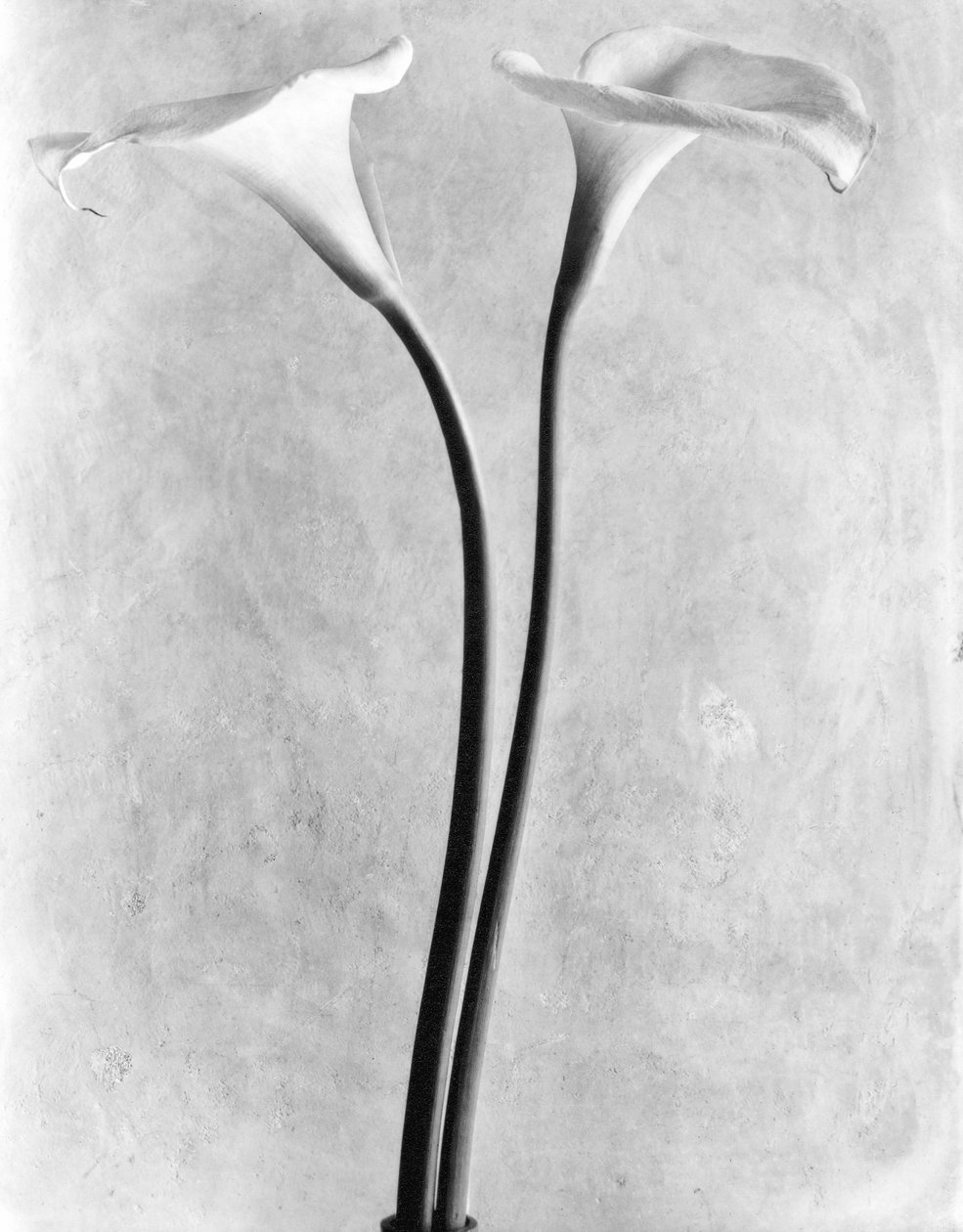 Lilie kalli, Miasto Meksyk, 1925 autorstwa Tina Modotti