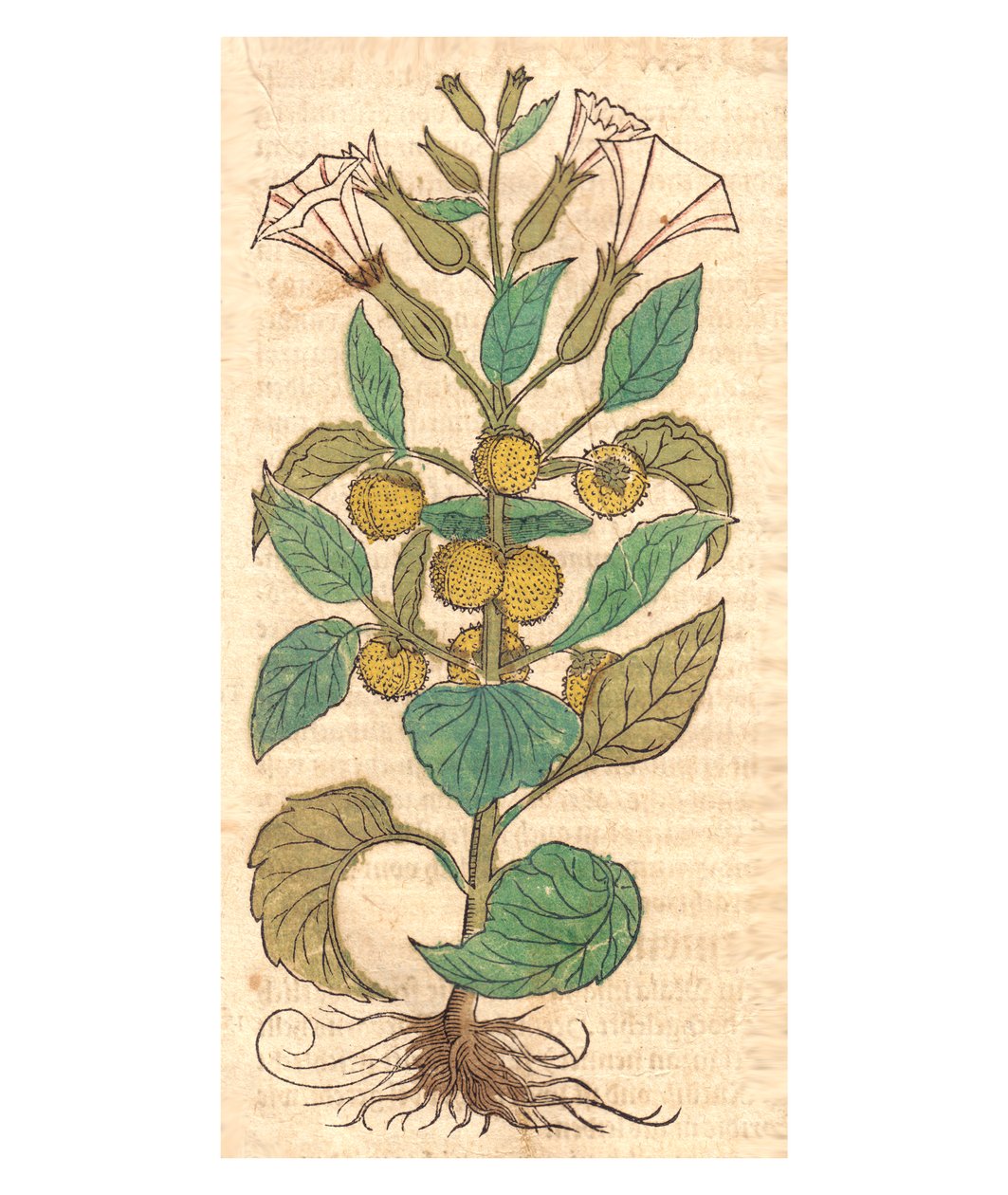 Ilustracja Datura metel autorstwa Unbekannt Unbekannt