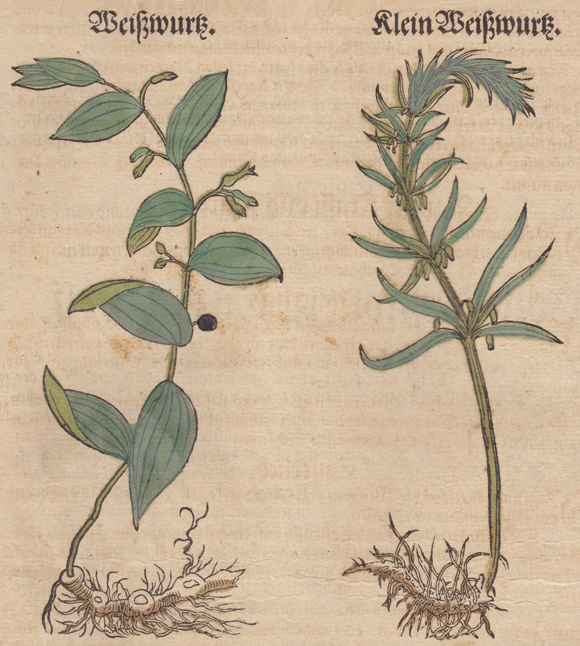Ilustracja Polygonatum multiflorum i Polygonatum verticillatum autorstwa Unbekannt Unbekannt