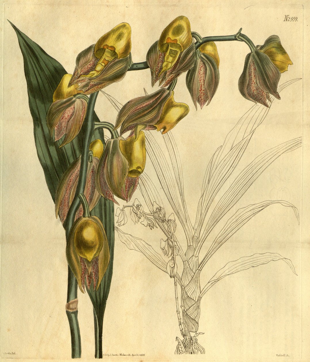 Ilustracja Catasetum macrocarpum (jako syn. Catasetum tridentatum) autorstwa Unbekannt Unbekannt
