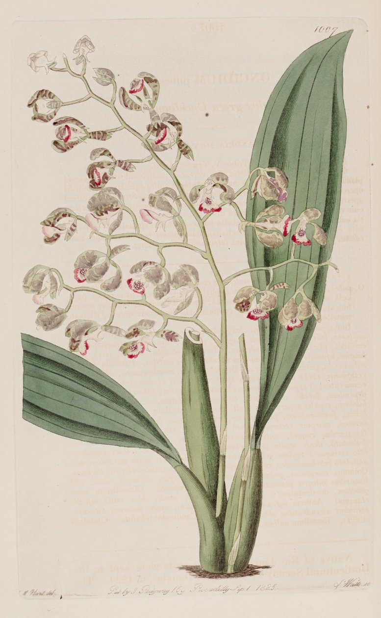 Ilustracja Oncidium pubes autorstwa Unbekannt Unbekannt