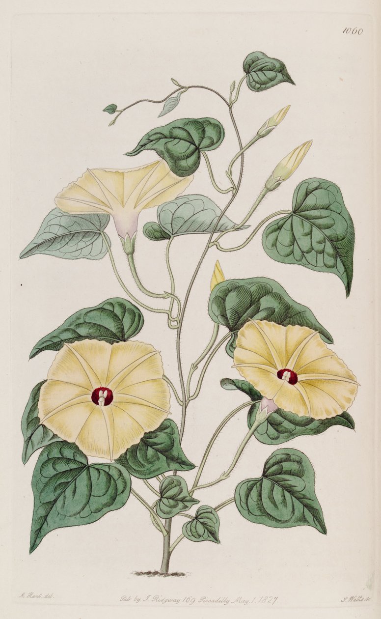 Ipomoea ochracea autorstwa Unbekannt Unbekannt