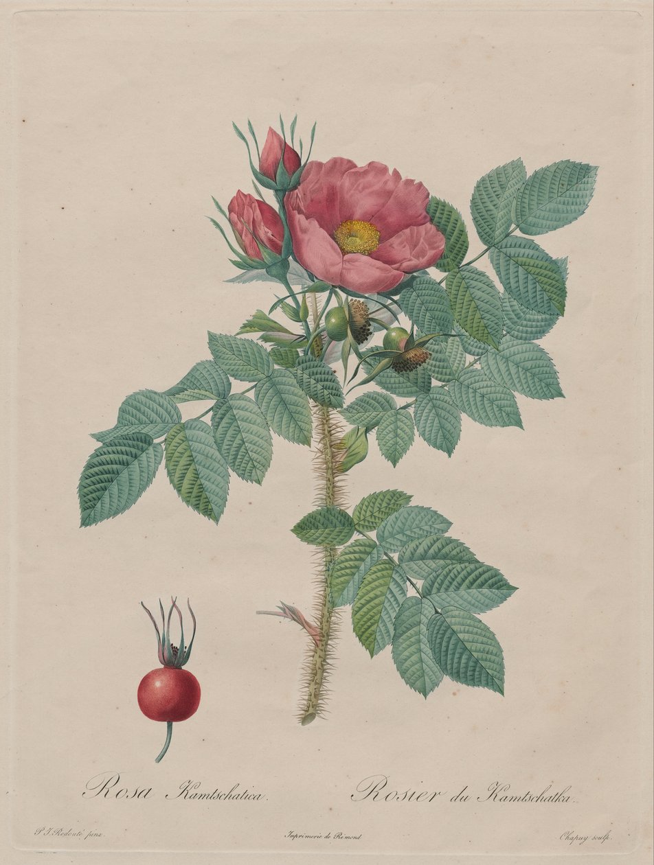 Róża Kamczacka (Rosa Kamchatica) autorstwa Unbekannt Unbekannt
