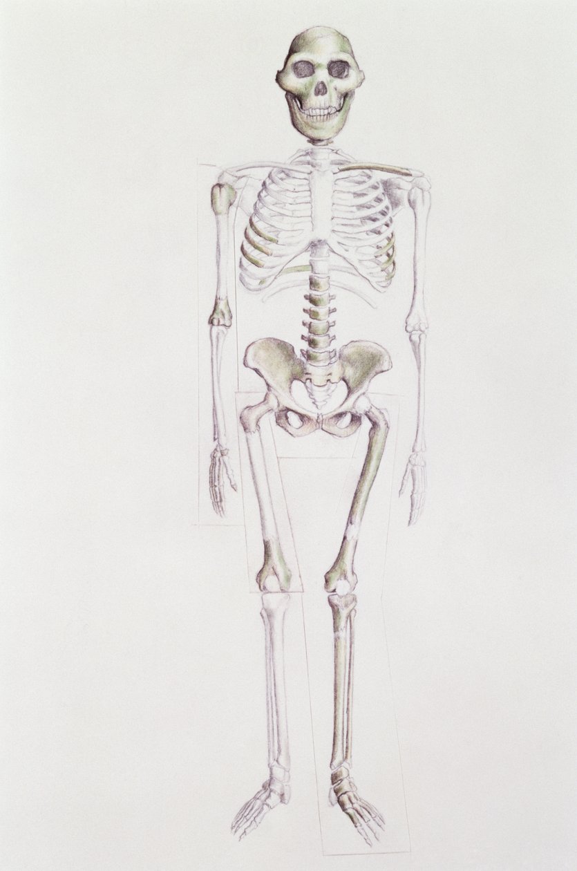 Szkielet Australopithecus africanus autorstwa Unbekannt Unbekannt