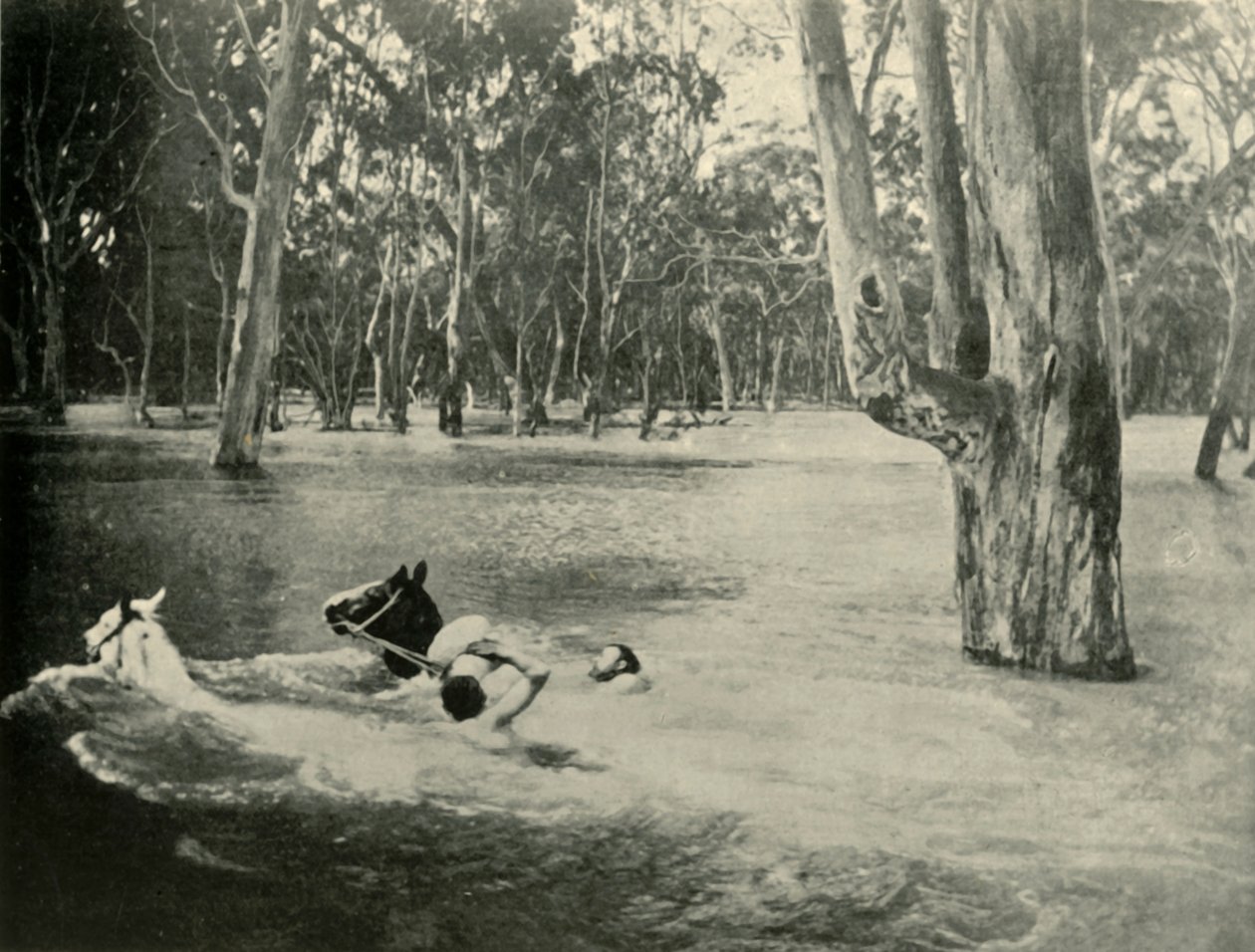 Bankier, 1901. autorstwa Unbekannt