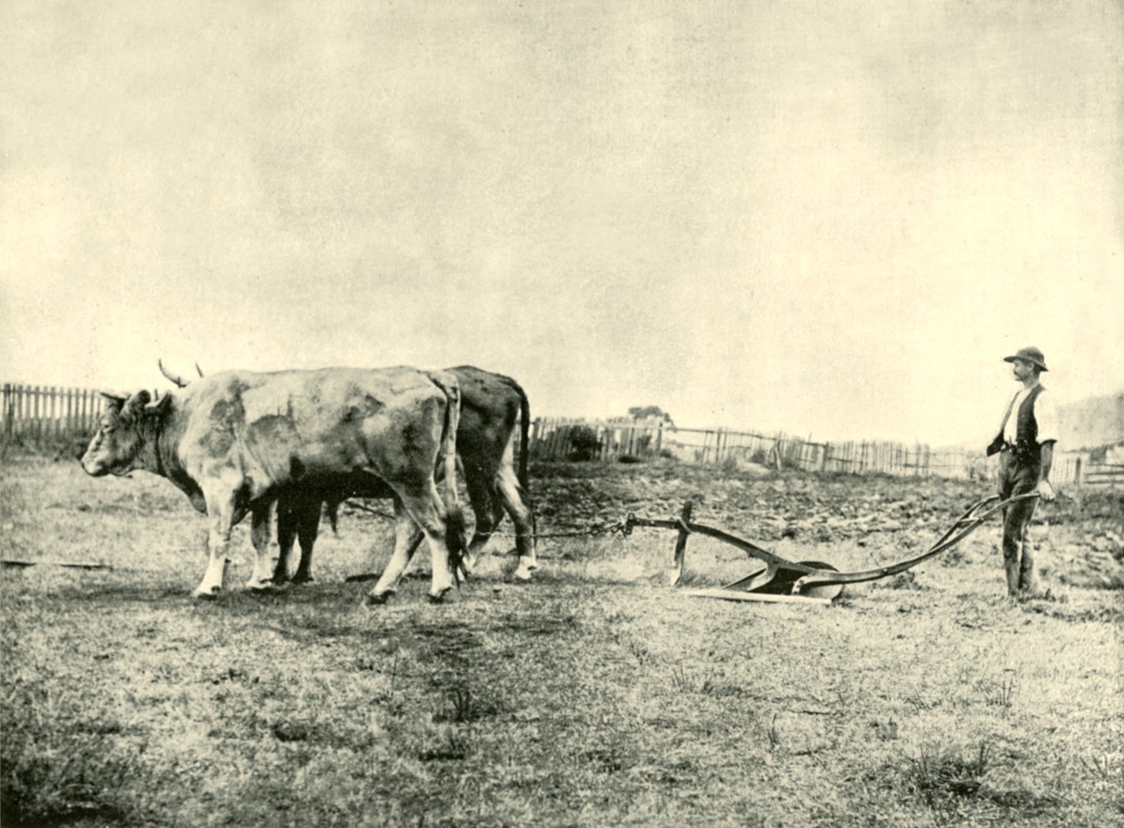 Zespół Bullock Pług, 1901. autorstwa Unbekannt