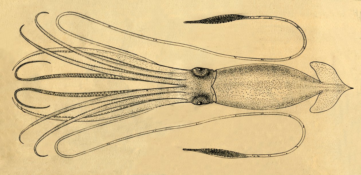 Diagram przedstawiający kałamarnicę olbrzymią, 1881. autorstwa Unbekannt