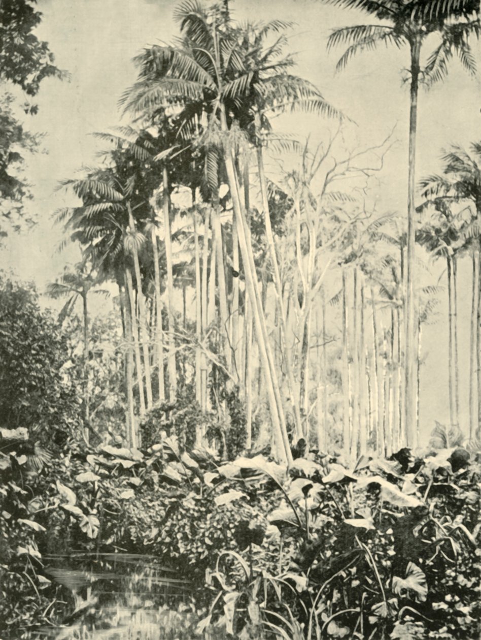 Gaj palm, 1901. autorstwa Unbekannt