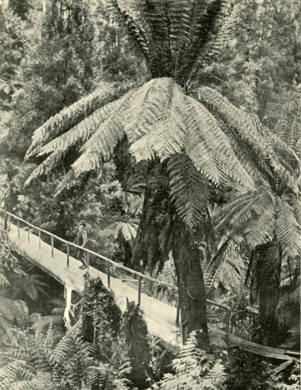 Rustykalny most, 1901. autorstwa Unbekannt