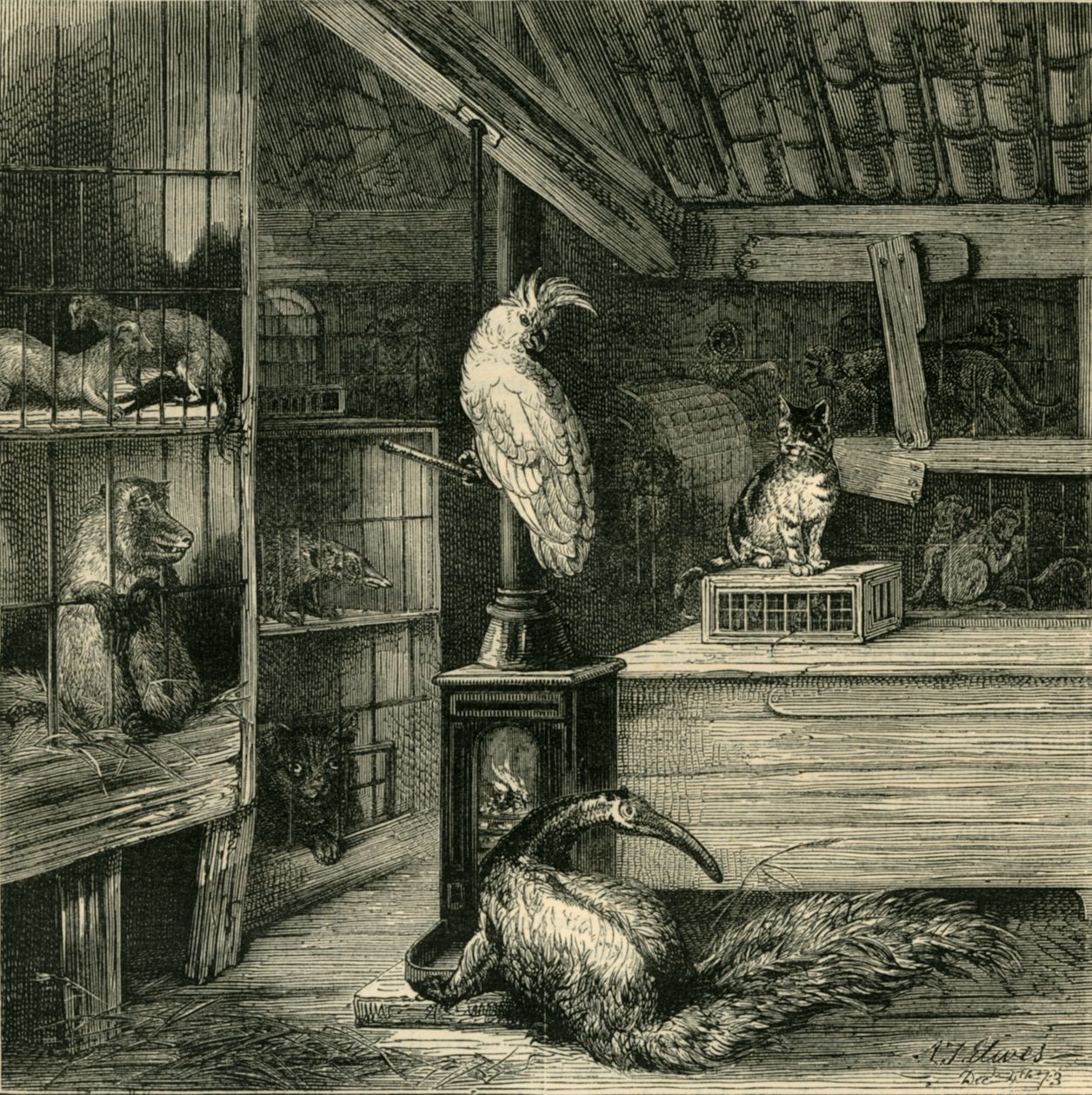 Sklep z dzikimi zwierzętami, ok. 1873 r. autorstwa Unbekannt
