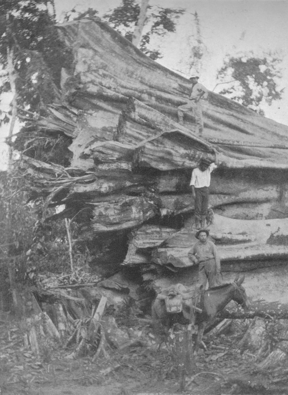 Spory kawałek brazylijskiego drewna, 1914 autorstwa Unbekannt