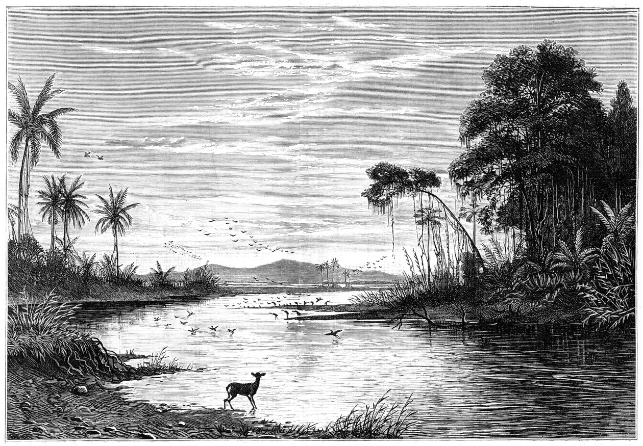 Scena rzeczna w Wenezueli, 1877 autorstwa Unbekannt