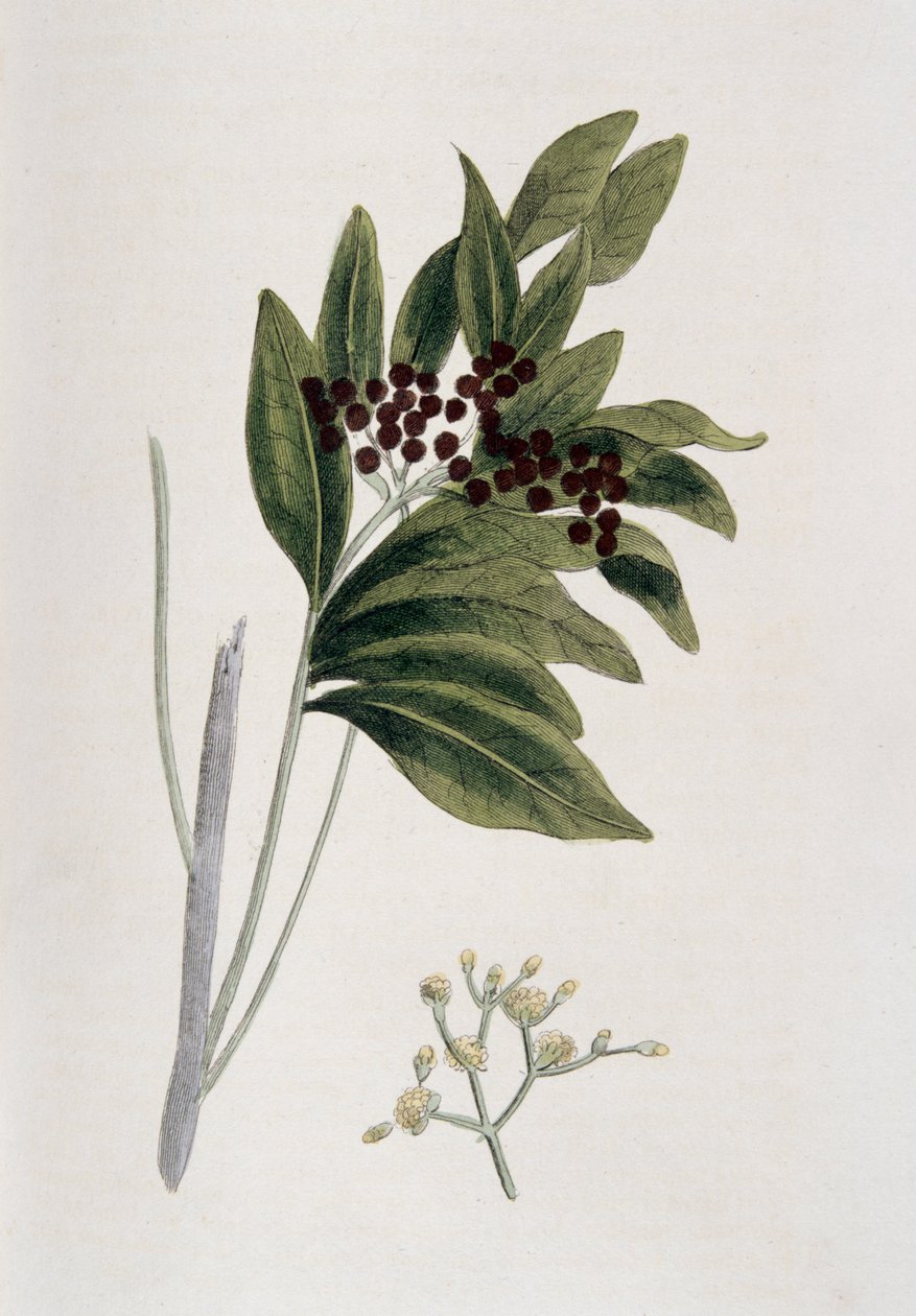 Ziele angielskie, 1823 autorstwa Unbekannt