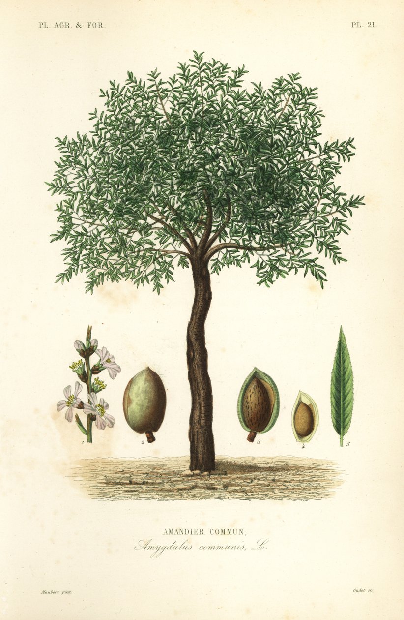 Migdałowiec, Prunus dulcis, Migdałowiec pospolity autorstwa Unbekannt