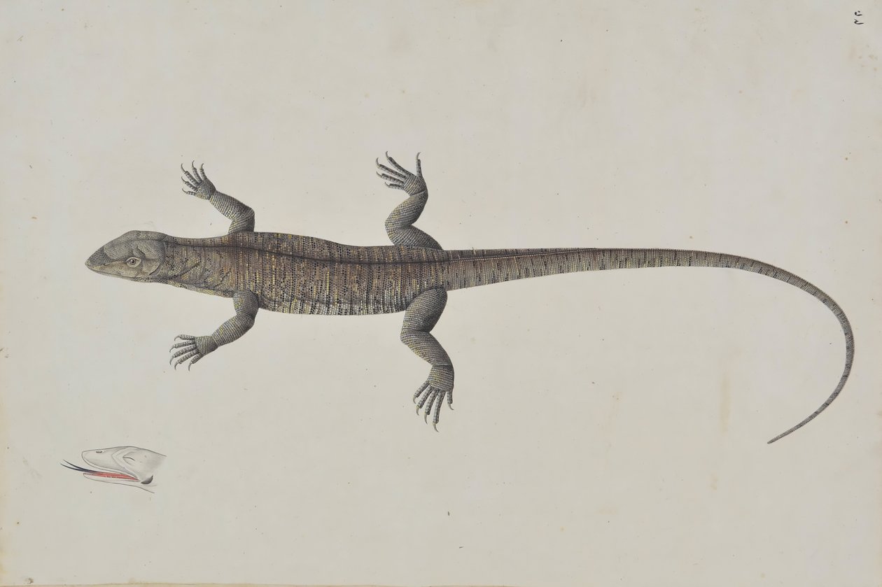 Indyjska jaszczurka biszkopra, ca. 1790. autorstwa Unbekannt