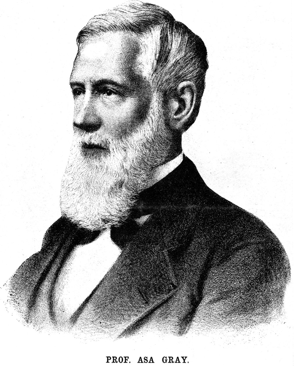 Asa Gray, amerykański botanik, 1888 autorstwa Unbekannt