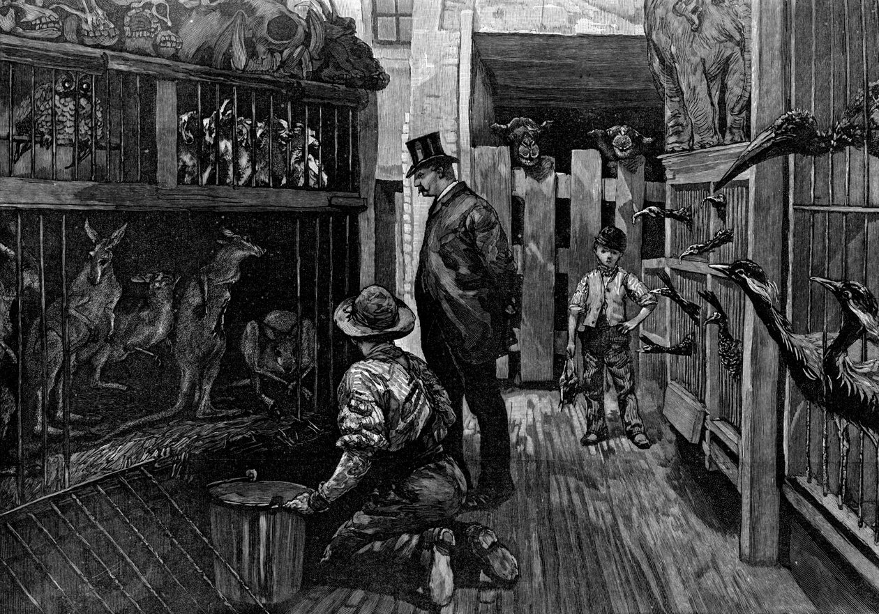 W Jamrachs, Londyn, 1887 autorstwa Unbekannt