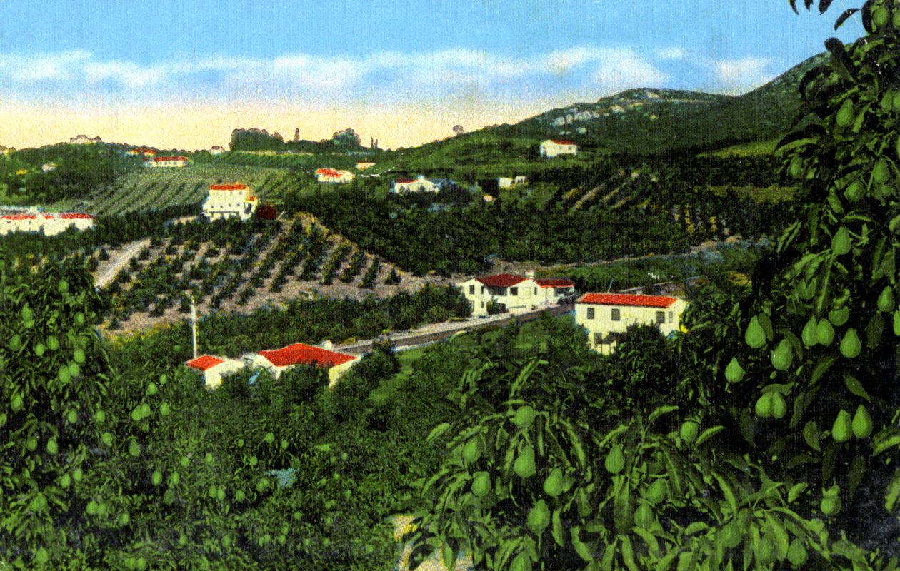Gaje awokado, San Diego, Kalifornia, USA, ok. 1900 autorstwa Unbekannt