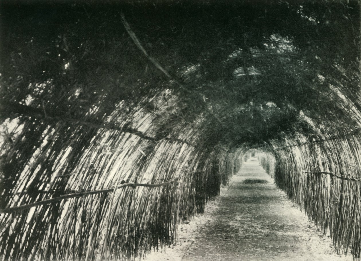 Bambusowa Aleja w Barrackpore, 1904, 1925. autorstwa Unbekannt