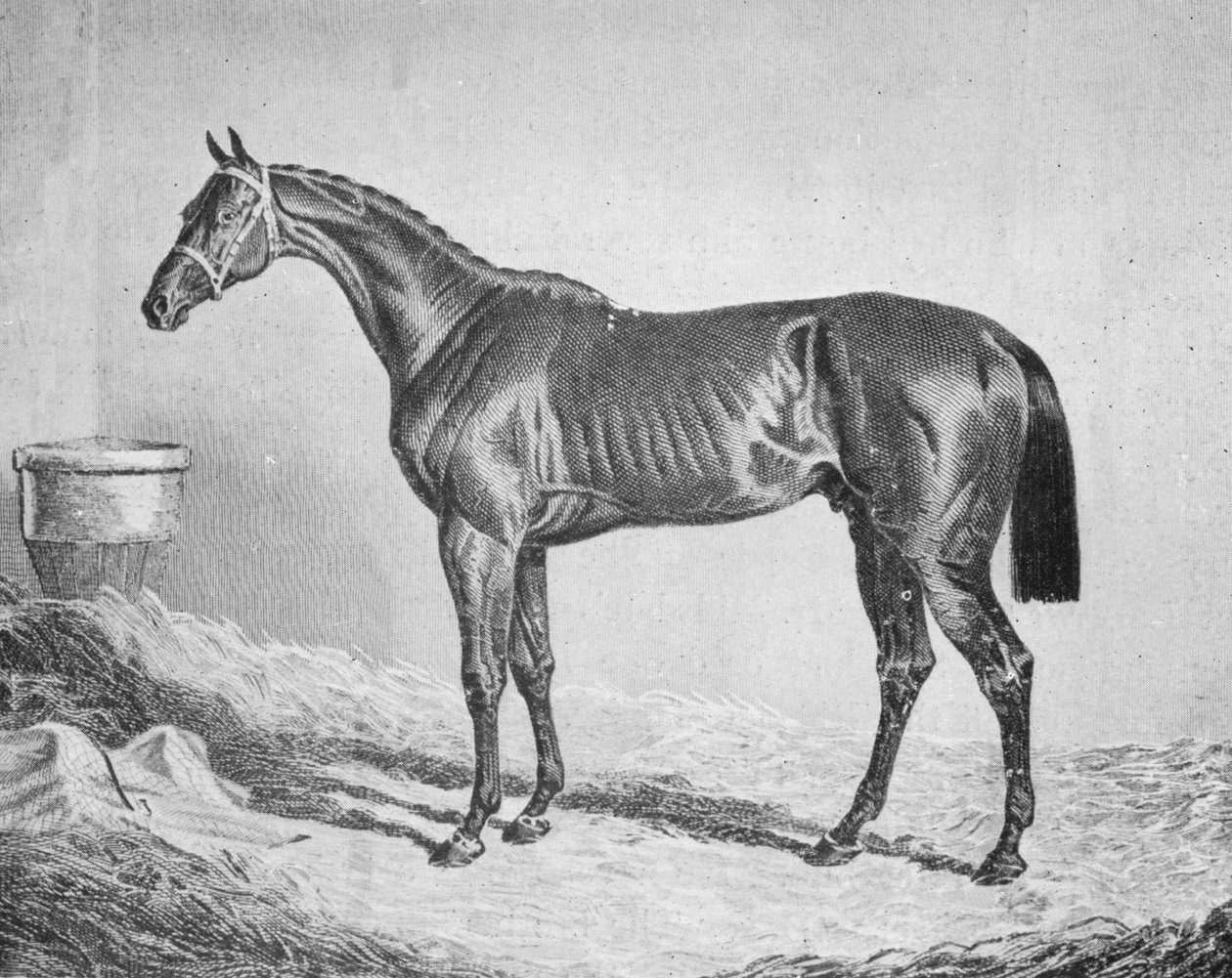 Bay Middleton, 1833-1857, 1911 autorstwa Unbekannt