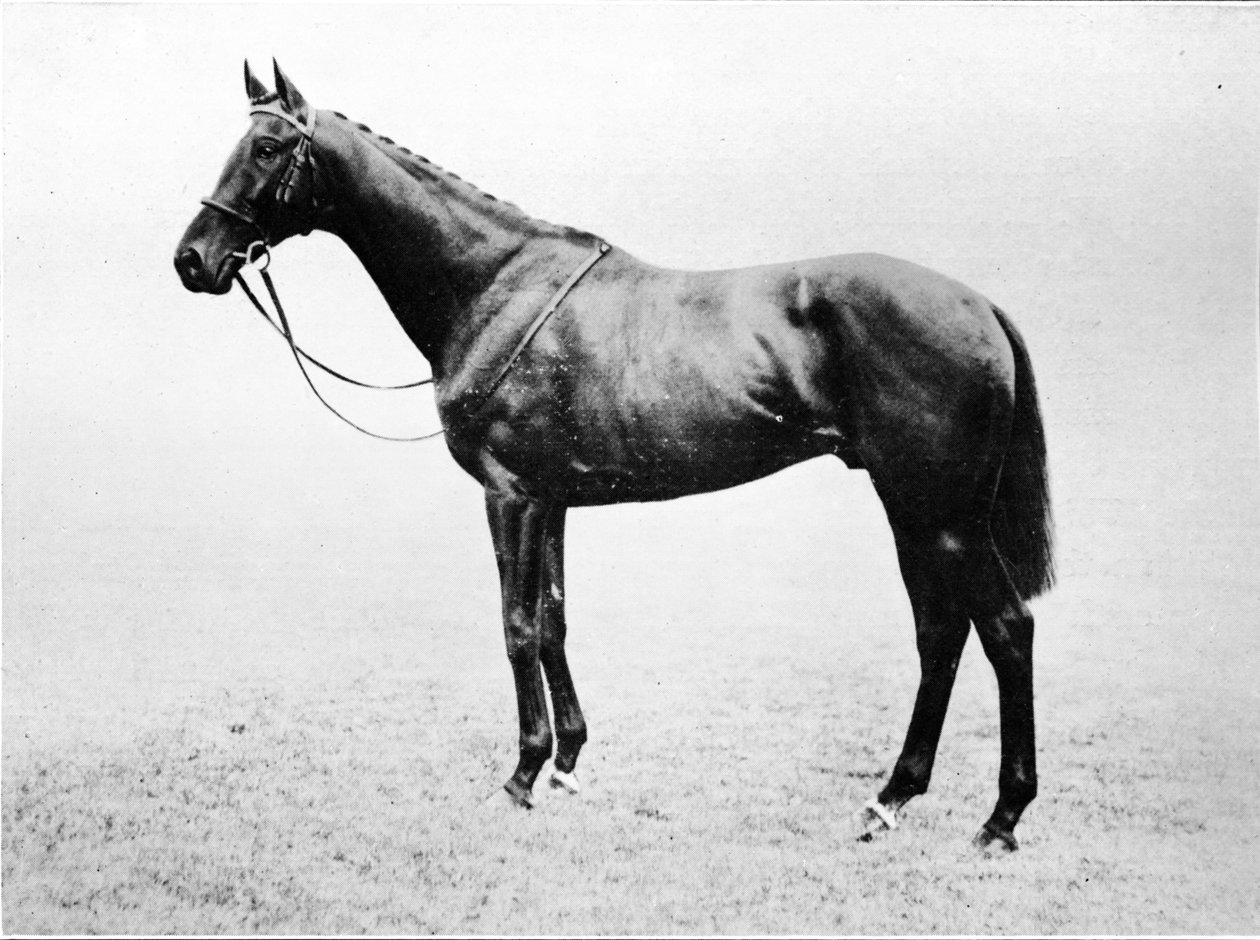 Bayardo, 1911 autorstwa Unbekannt