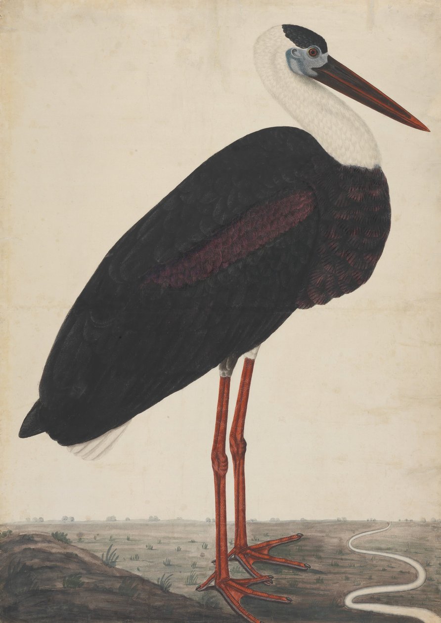 Bocian czarny w krajobrazie, ca. 1780. autorstwa Unbekannt