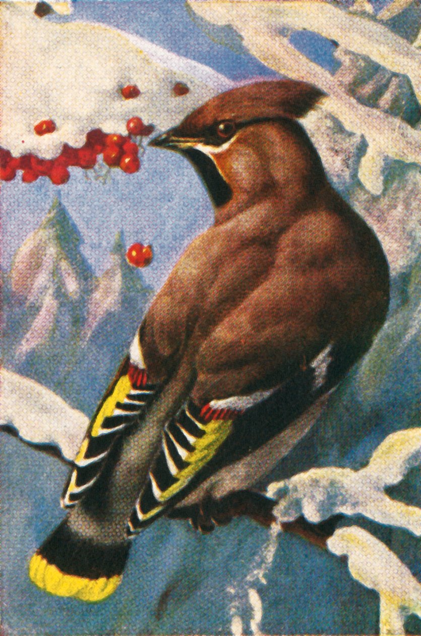 Jemiołuszka Czeska, ok. 1928 r. autorstwa Unbekannt
