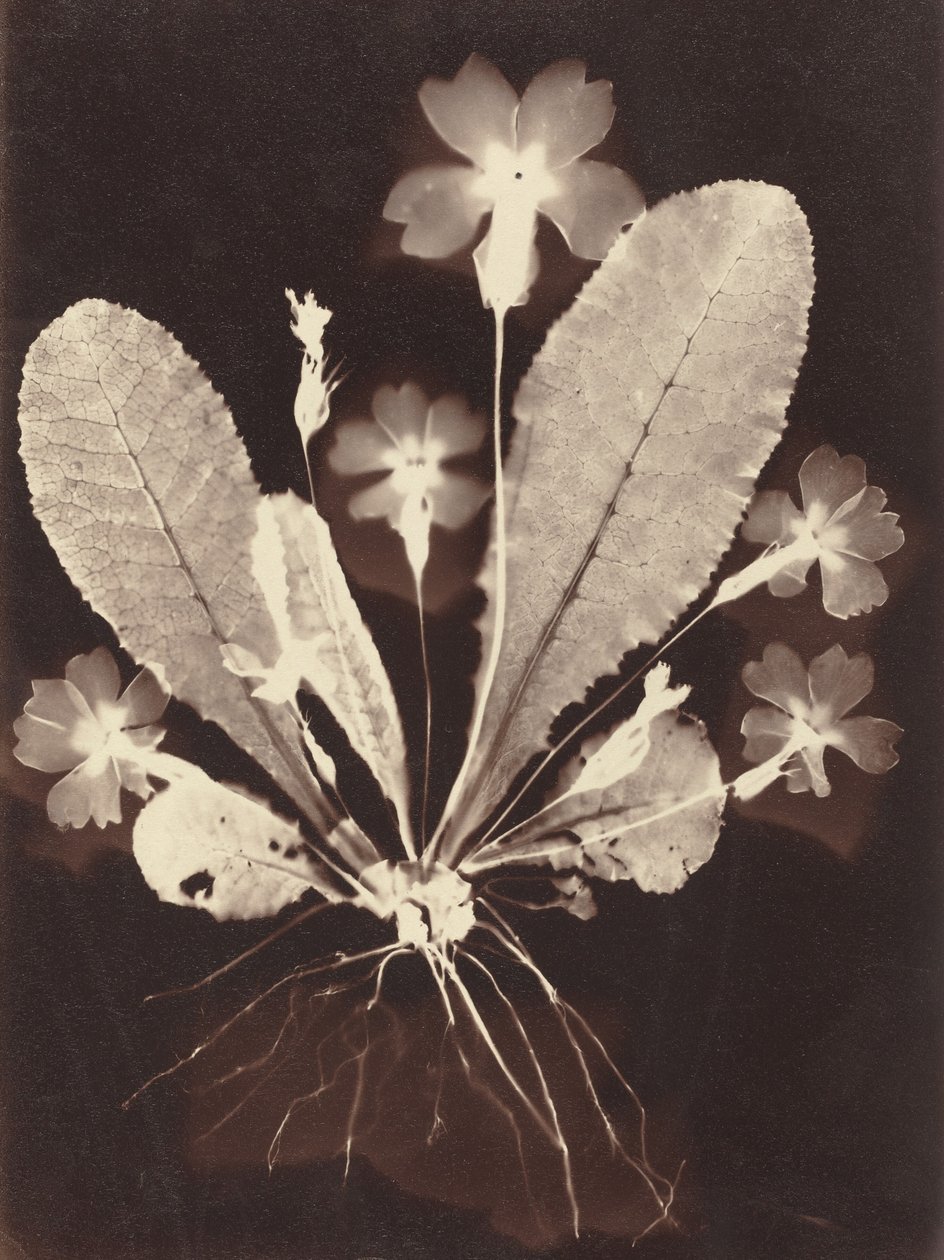 Fotogram botaniczny, lata 60. XIX wieku. autorstwa Unbekannt