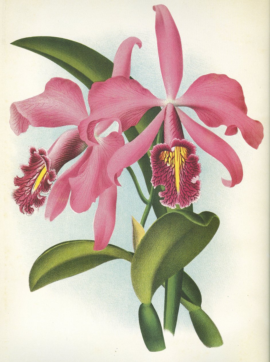 Deska botaniczna/Cattleya maxima var. Malouana/Lindenia autorstwa Unbekannt