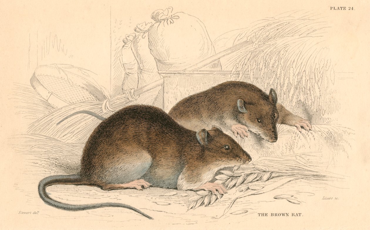 Szczur wędrowny Rattus rattus, 1828 autorstwa Unbekannt